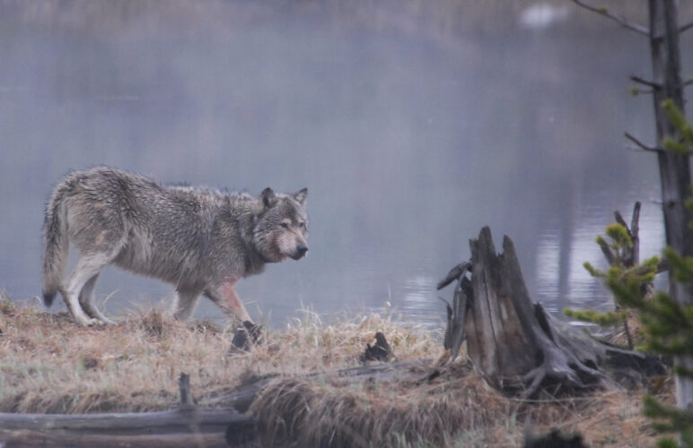 Canids of North America